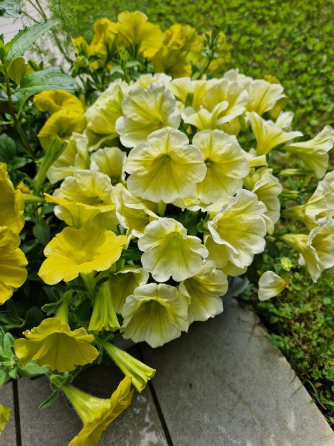 Garden & Pool Perugini Apartment Torbole Sul Garda Exterior foto