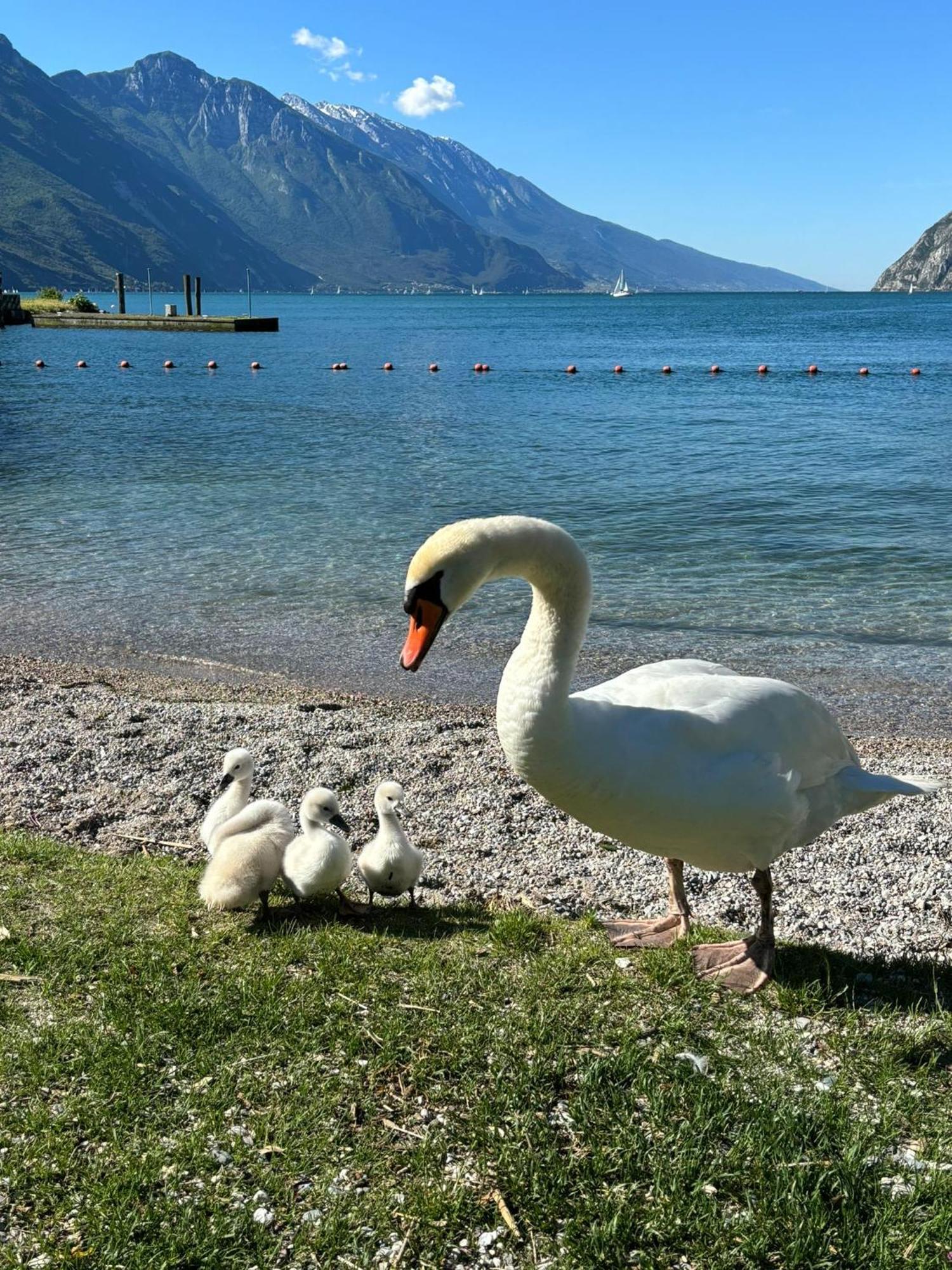 Garden & Pool Perugini Apartment Torbole Sul Garda Exterior foto